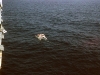 01-038-apr-61-cannes