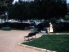 078-jul61-cannesnice-fr-riv